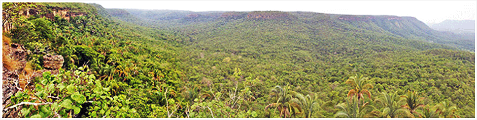 Genesis Forest Project